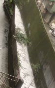 影／民众拍下基隆碇内基隆河大量泡沫污染滚滚流 直呼：太扯了