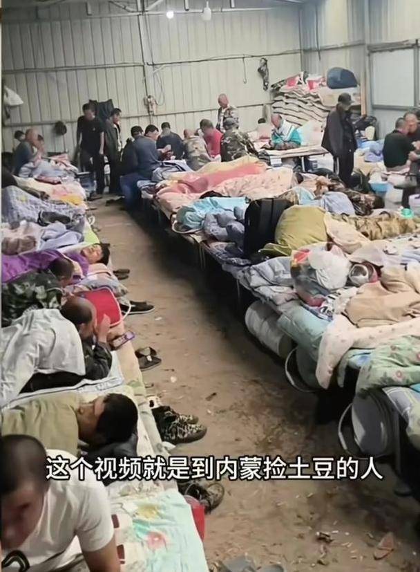 四川小伙赴内蒙捡土豆 工资到账他当场看呆