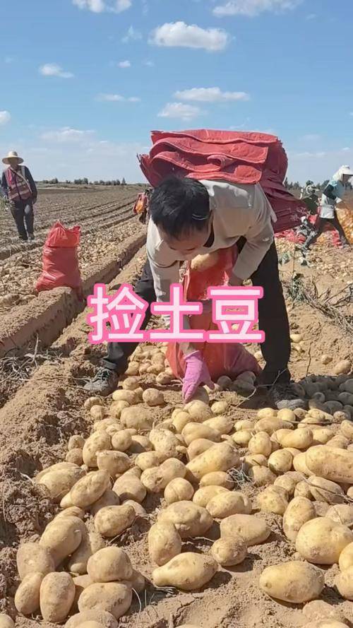 四川小伙赴内蒙捡土豆 工资到账他当场看呆